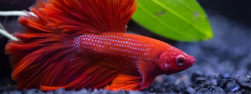 How Long Can a Betta Fish Live? 4 Tips to Increase Their Lifespan