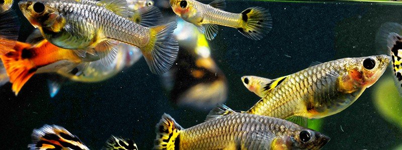 how-to-tell-if-a-guppy-is-male-or-female