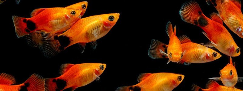 molly-fish-care