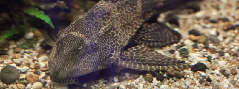 pleco-fish-care