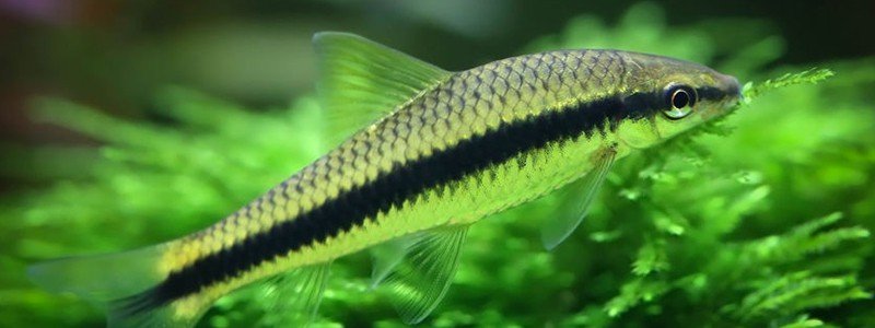 Siamese Algae Eater Fish Care: Lifespan, Tank Mates, Diet, & Health