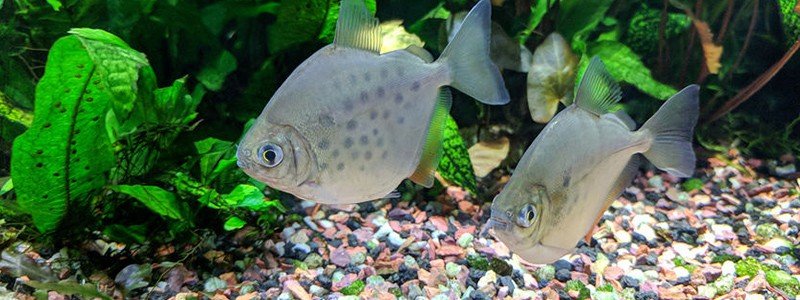 Silver Dollar Fish Care: Lifespan, Tank Mates, Diet, & Health