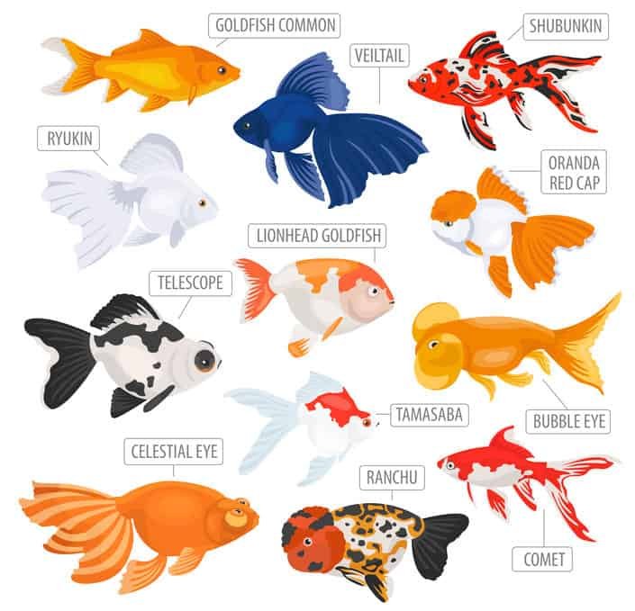 types-of-goldfish