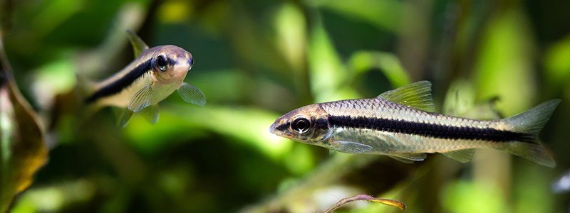 what-do-siamese-algae-eaters-eat