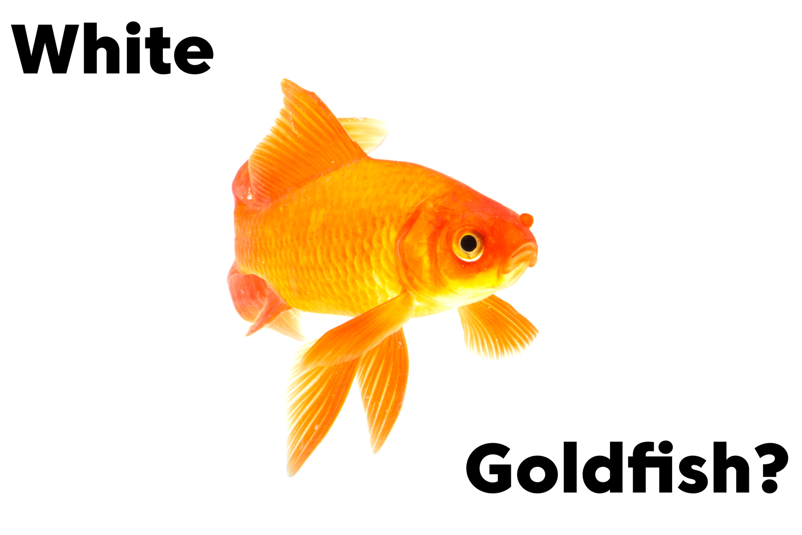 Why Do Goldfish Turn White? 4 Answers to Your Problem