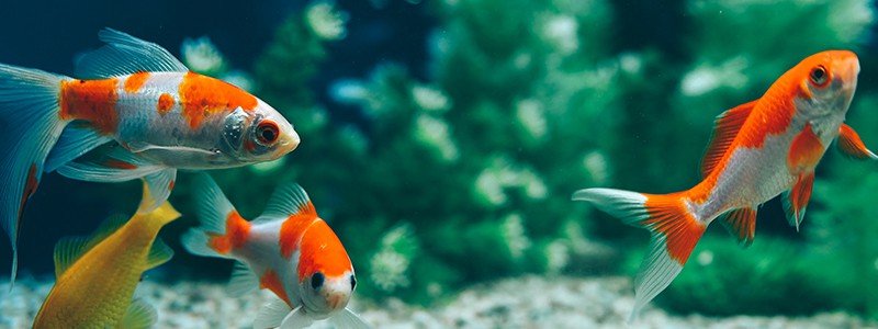 why-do-goldfish-turn-white