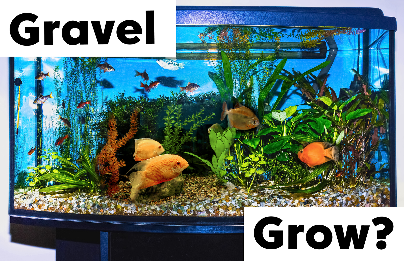 Can Aquarium Plants Grow in Gravel?