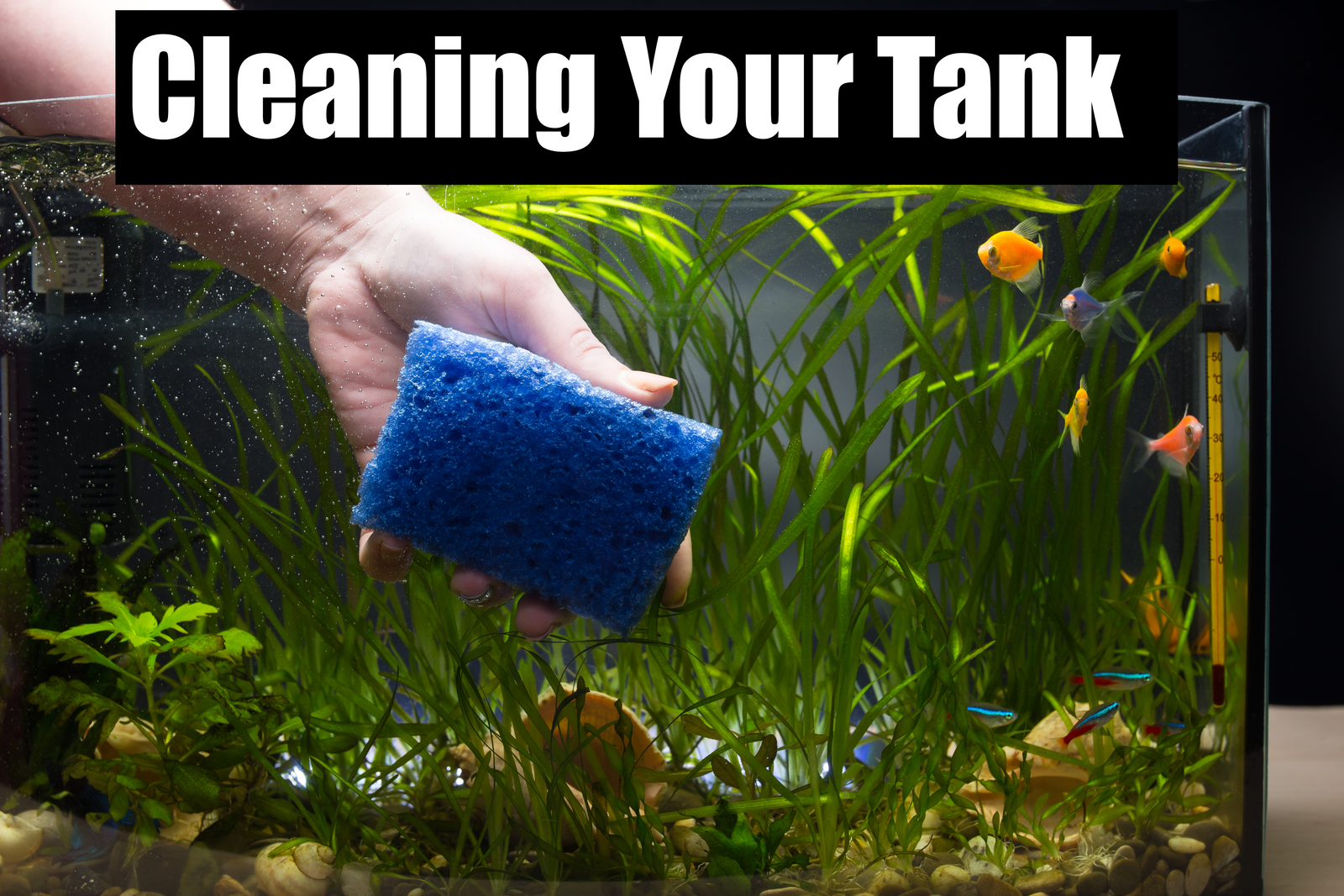 How Often Should You Clean Your Fish Tank?