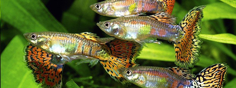 are-guppies-schooling-fish