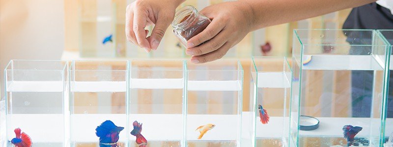 Can Betta Fish Eat Human Food?