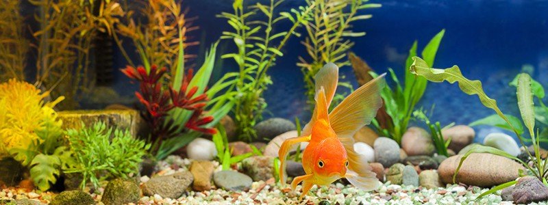 Can Goldfish Eat Bread?