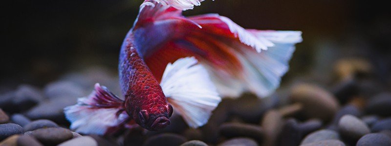Do Betta Fish Sleep?