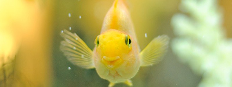 Do Fish have Personalities?