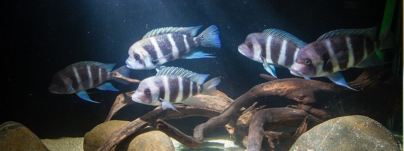 Frontosa Fish Care: Lifespan, Tank Mates, Diet, & Health