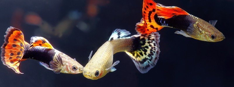 Are Guppies as Pets Easy to Keep?