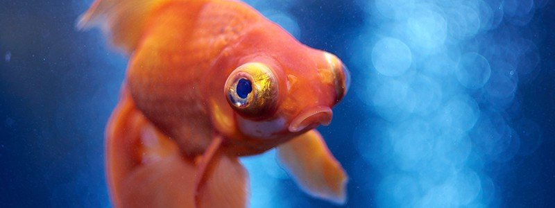 How to Calm Down Stressed Fish – 8 Helpful Tips