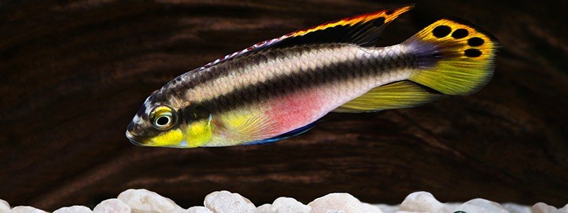 kribensis-cichlid