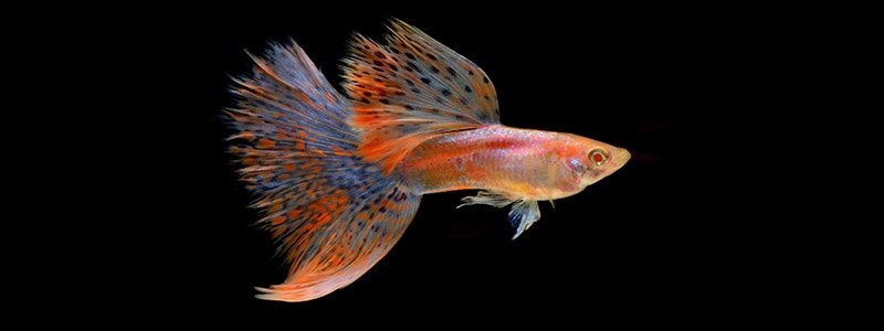 What are the Most Rare Guppy Breeds?