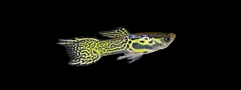 rare-guppy-types