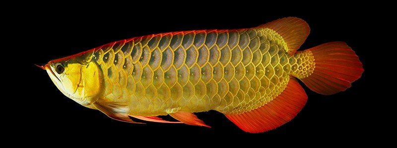 red-tail-golden-asian-arowana
