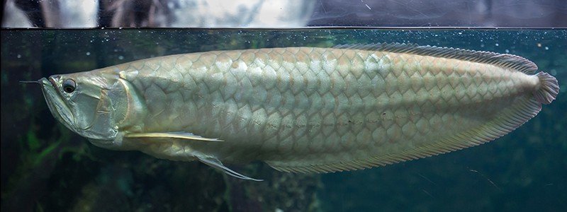 silver-arowana