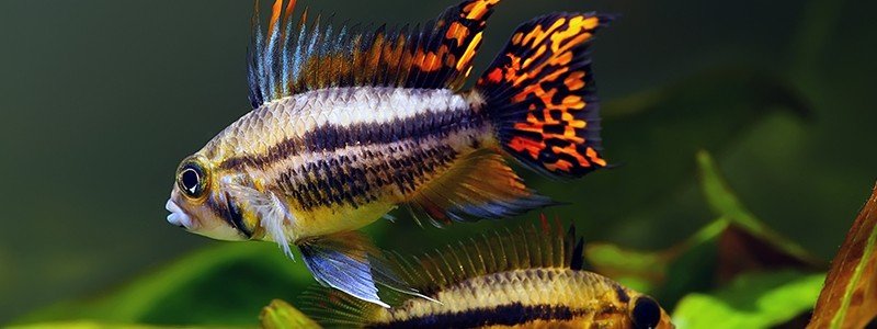 What Cichlids Stay Small? (5 Species)