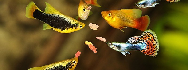 What is Fish Food Made of?