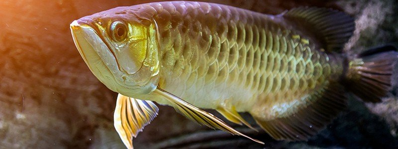 Why Are Asian Arowana Illegal?