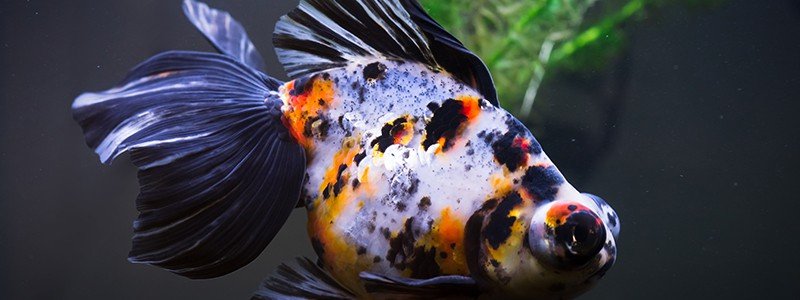Why Do Goldfish Turn Black?