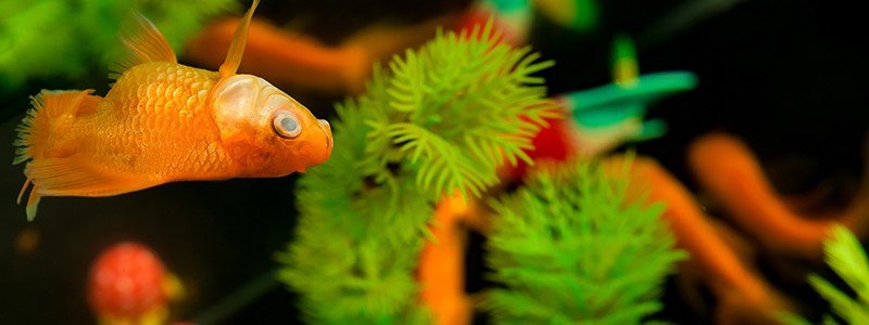 why-is-my-goldfish-swimming-sideways
