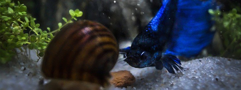 Will Betta Fish Eat Snails?