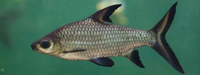 Bala Shark Fish Care: Lifespan, Tank Mates, Diet, & Health
