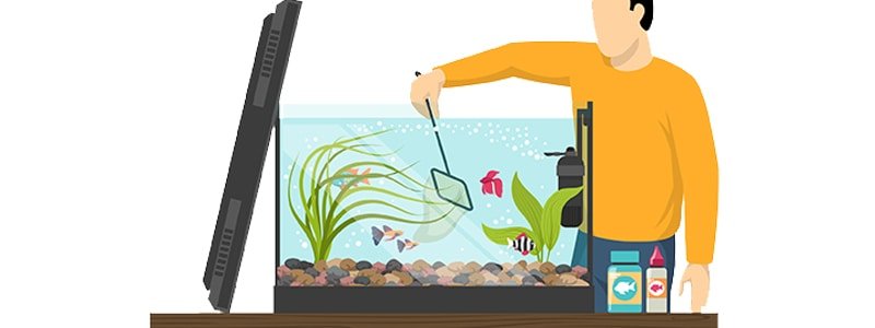 Best Aquarium Kits for Beginners