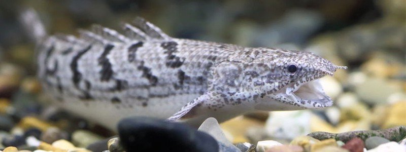 dinosaur-bichir-care
