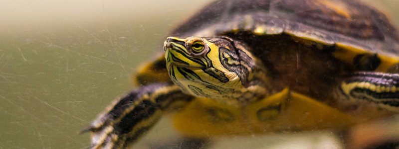 What Fish Can Live With Turtles?