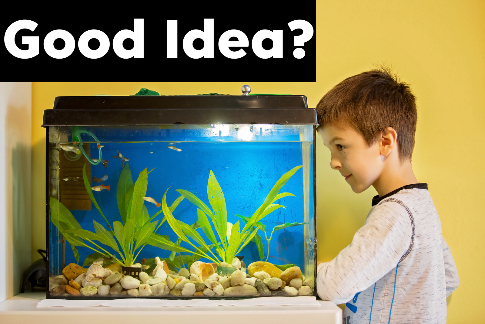 Is a Fish Tank in a Toddler’s Room a Good Idea?