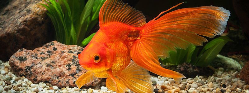 Do Fish Have Memory?