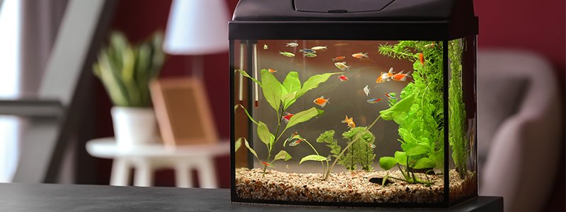 fish-tank-in-toddlers-room
