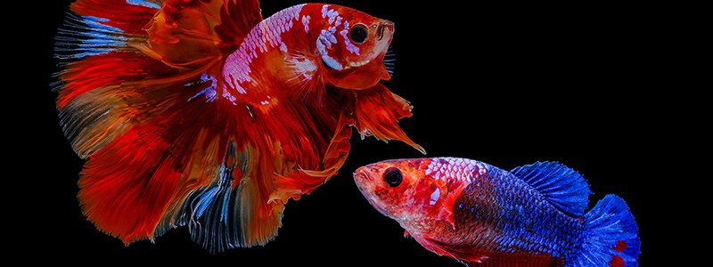 can-a-male-and-female-betta-fish-live-together-