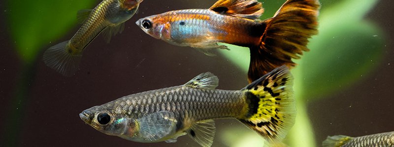 Can Different Types of Guppies Breed?