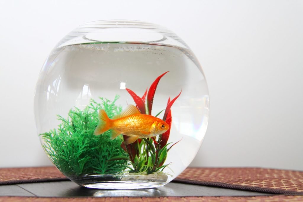can-goldfish-live-in-a-bowl
