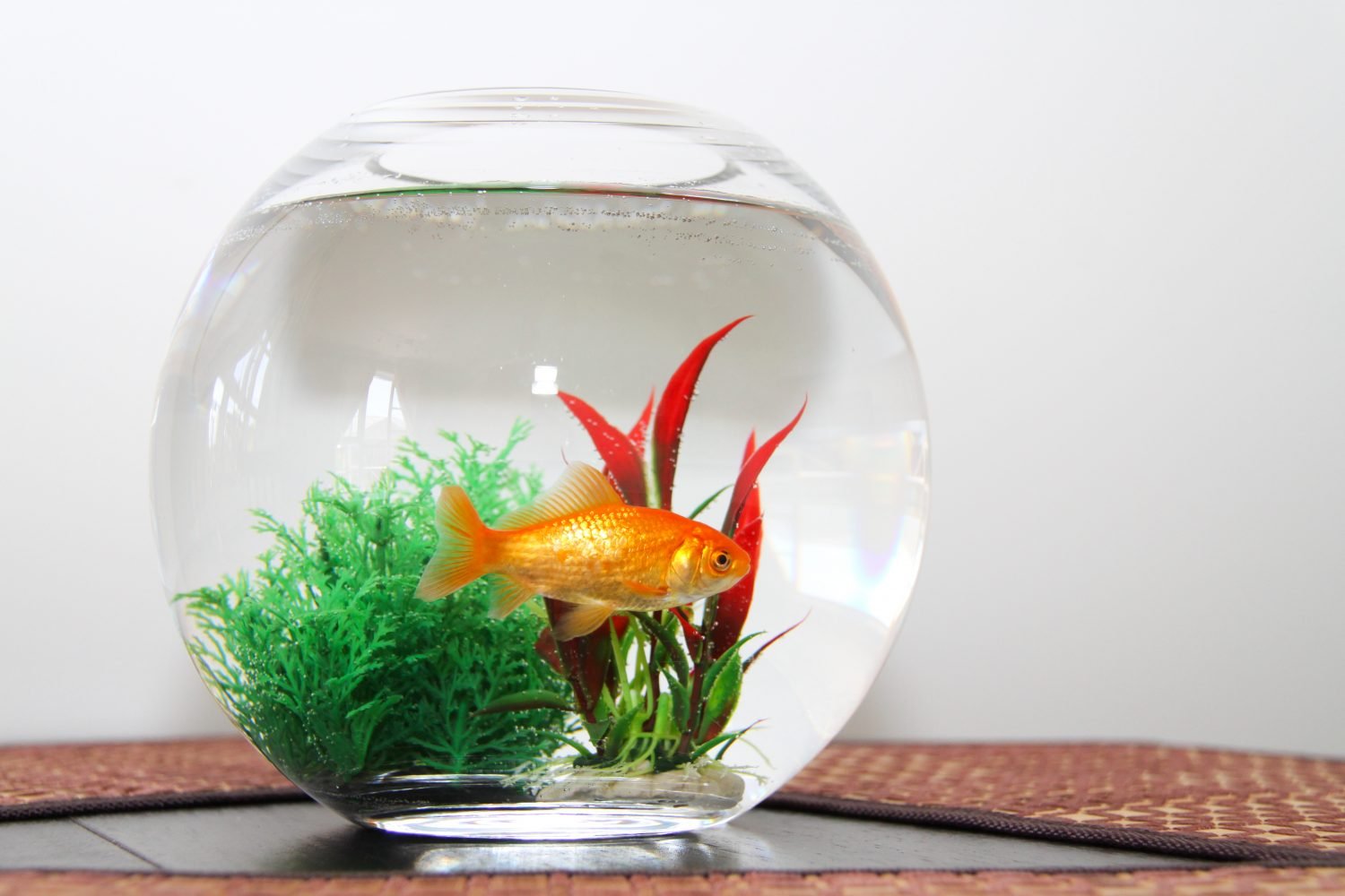 can-goldfish-live-in-a-bowl