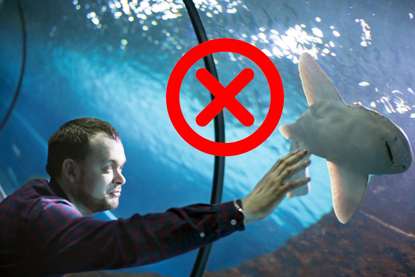 Why You Should Stop Tapping on Fish Tanks