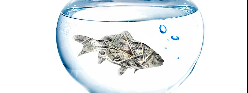 What Does a Fish Tank Cost to Maintain?