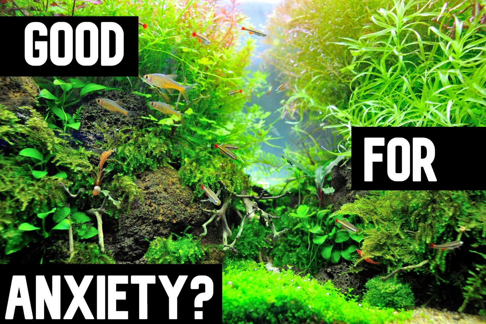 Are Fish Tanks Good for Anxiety?