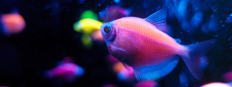 How Are GloFish Made?