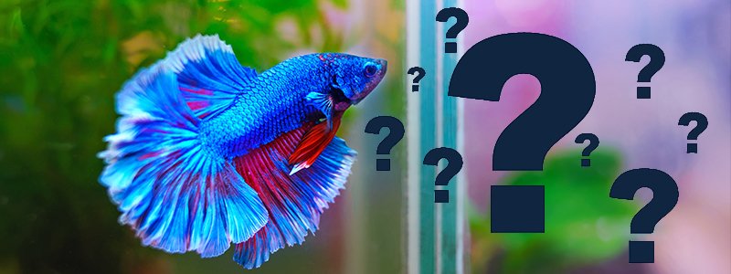 How Long Can Betta Fish Live Without Food?