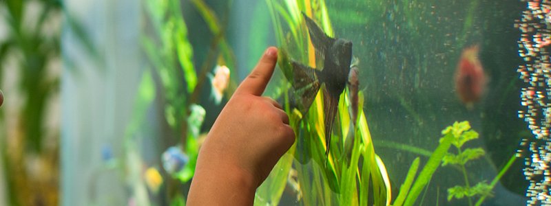 tapping-on-fish-tanks