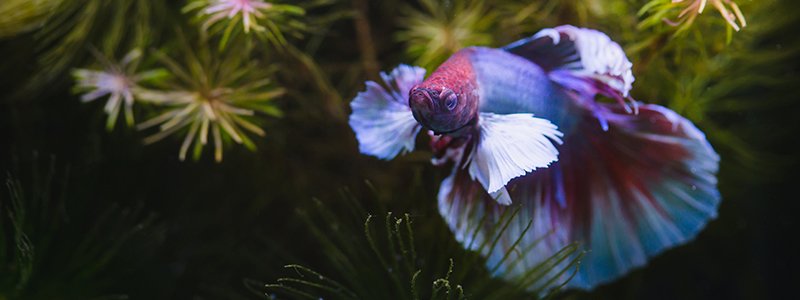 Where Do Betta Fish Live in the Wild?