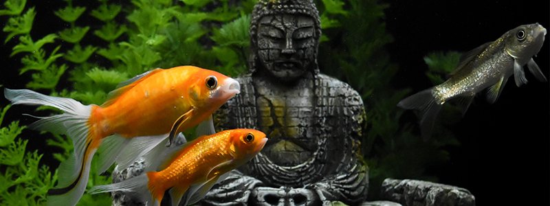 zen-fish-tank-for-depression